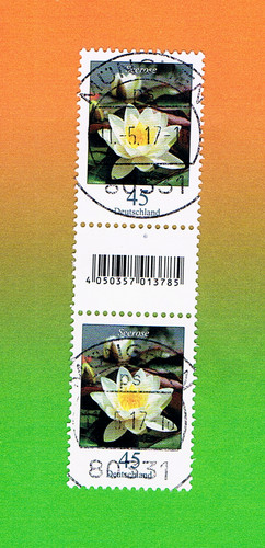 Seerose zwischenstegpaar - seerose,