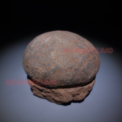 Fossilien dinosaurier - fossilien,