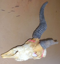 1 x abnormes Springbock Kopf