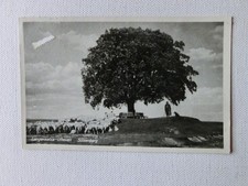AK Langensalza Ufhoven Sülzenberg Schafherde [#30089]