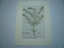 Günsel, gelber, anno 1543, ORIGINAL LEONHART FUCHS, altkoloriert