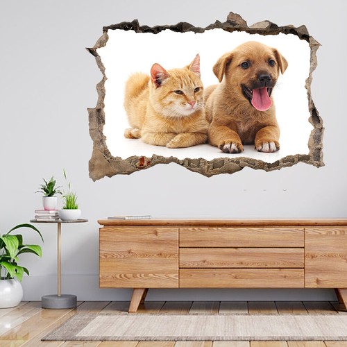 Katze und hund isoliert - katze,