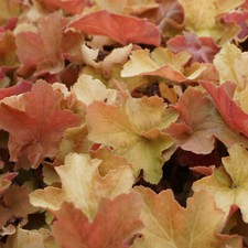 Purpurglöckchen - Heuchera