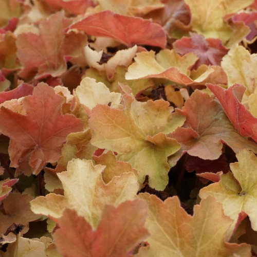 Purpurglöckchen heuchera - purpurglöckchen,