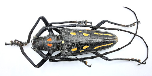 Cerambycidae batocera - cerambycidae,,