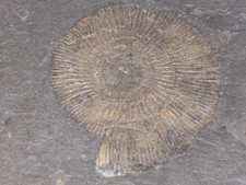 Ammonit Dactylioceras