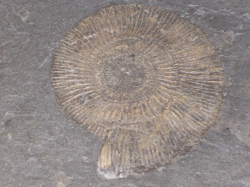 Ammonit dactylioceras - ammonit,