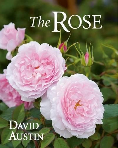 The rose david - david, austin