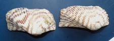 Arca Zebra Muschel Arcidae Truthahnflügel Turkey wing shell Tansania Afrika