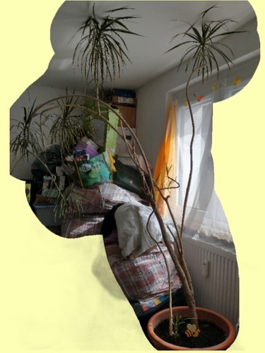 Palme/Drachenbaum