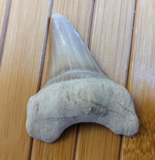 Fossiler Hai Zahn Haifischzahn