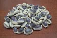 350 PCS PURPLE TOP COWRIE
