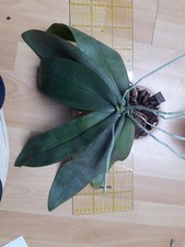 Phalaenopsis Hans Christiansen