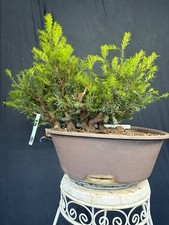 Eibe Mehrfachstamm Floß