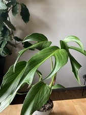 Monstera Burle Marx Flame -