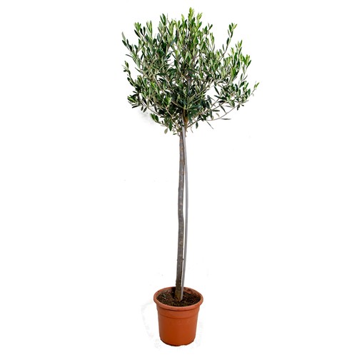Bloomique olea europaea - olea,