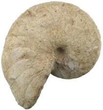 Dogger  Cenoceras belmontense