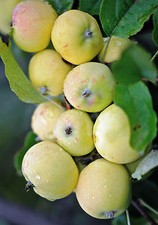 Miniapfel Uralskoe nalivnoe