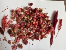 Nr. 104 Trockenblumen/Blütenköpfe rosa/pink 98 Teile