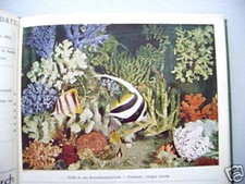 Aquarien- Terrarienzeitschrift