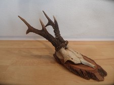Reh Geweih Rehgeweih Rehbock