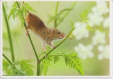 Ansichtskarte: Balanceakt