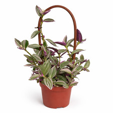 Exotenherz tradescantia - exotenherz,