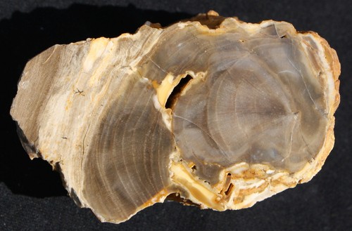Versteinertes holz aus ungarn - aus,
