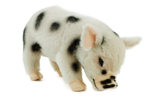 Kösen schwein mit flecken - mit,