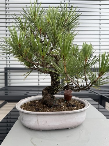 Japanischer pinus thunbergii - japanischer, pinus-thunbergii
