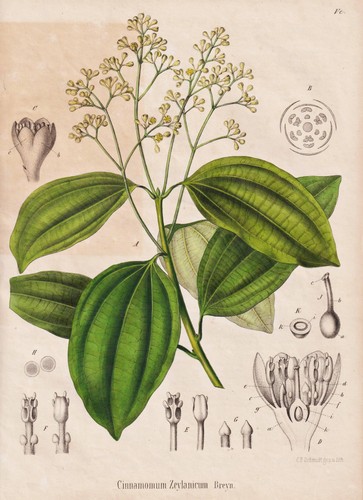 Zimt cinnamon zimtbaum - zimt,