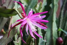 XXL Blattkaktus Epiphyllum