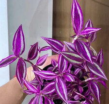 3  Tradescantia  "Pink