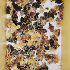 Wachtelbruteier Wachteleier