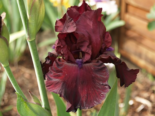 Schwertlilie iris - /,
