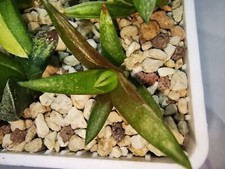 Haworthia CV. Kikko Nishiki