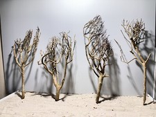 Tea Branch Talawa XXL