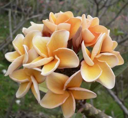 Frangipani plumeria salmon - plumeria,