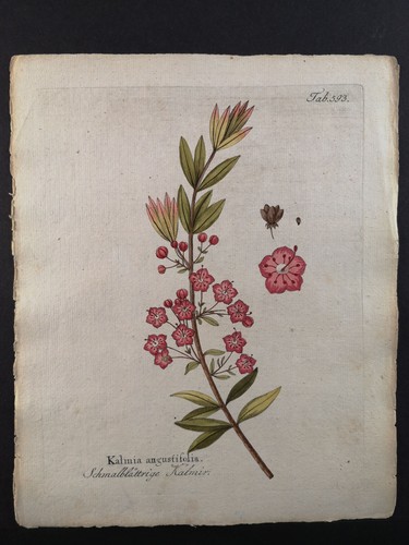 Kupferstich 1798 kalmia - kupferstich, v.