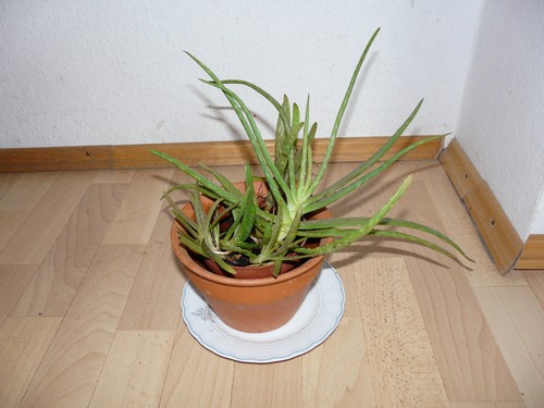 Echte aloe vera - aloe,