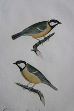 JC Susemihl - Kohlmeise (Parus