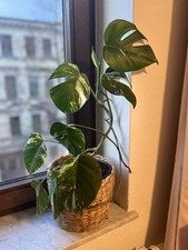 Monstera Deliciosa Variegata Pflanze