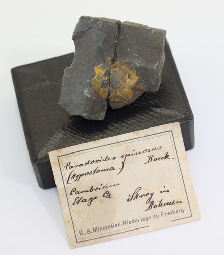 Trilobit paradoxides - trilobit,,