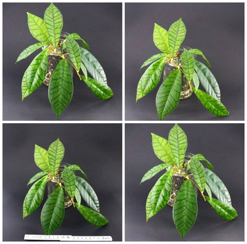 Hoya callistophylla short leaf