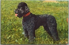 Vintage DOG BREED Postcard