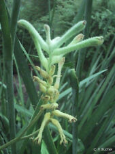 SAMEN verrückt die Kängurupfote sieht aus wie ein Tierchen von einem anderen Ort