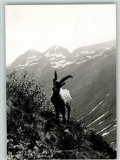 10167033 - Gamsbock Tier