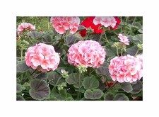 10x Geranien Multibloom F1