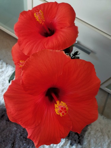 Hibiskus rosa sinensis - 2,