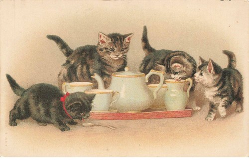 Katzen mk44968 kätzchen - katzen,